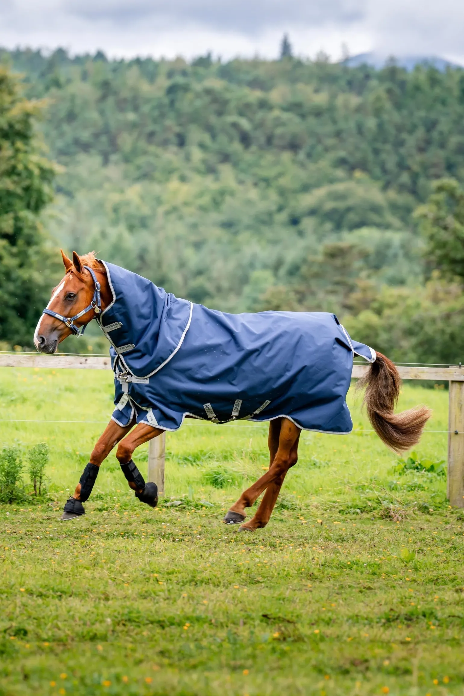 Amigo Bravo 12 Plus Weidedecke mit abnehmbarem Hals, 400g