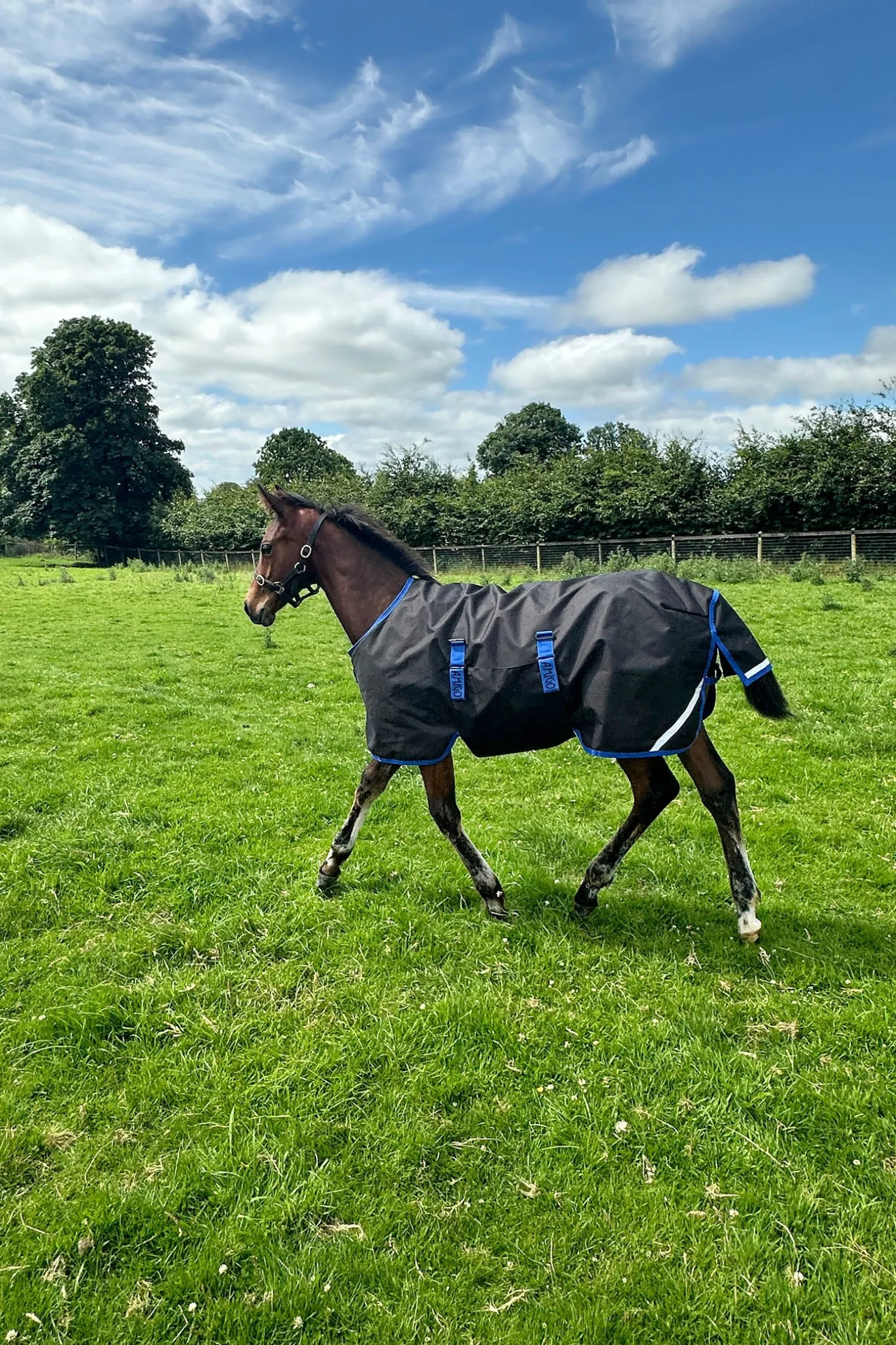 Amigo Ripstop 900D Weidedecke für Fohlen 50g