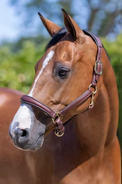 Anatomisches Lederhalfter