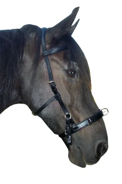 Baro Kappzaum, Leder