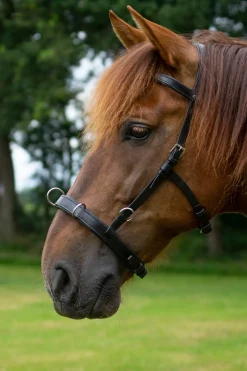 Baro Kappzaum, Leder (Shire)