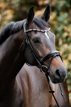 Burgunder Stirnriemen