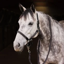 Chicago Halfter- & Führstrick-Set