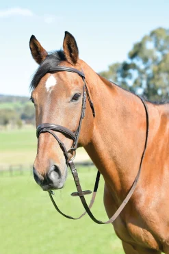 Classic schlichte kombinierte Trense mit leicht erhöhtem Reithalfter und Zügeln