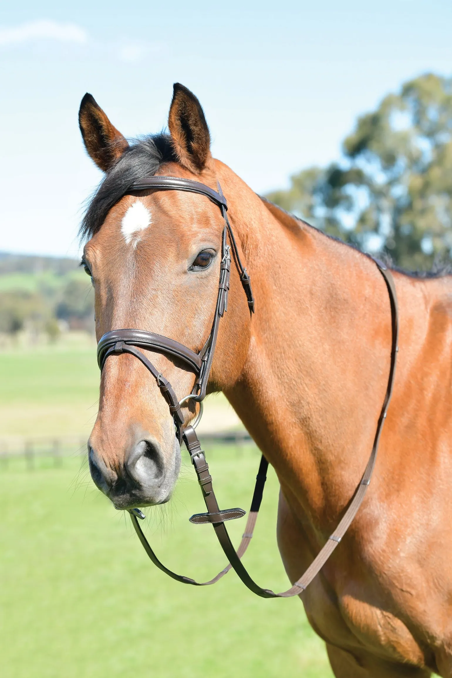 Classic schlichte kombinierte Trense mit leicht erhöhtem Reithalfter und Zügeln