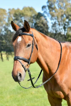 Classic schlichte kombinierte Trense mit leicht erhöhtem Reithalfter und Zügeln