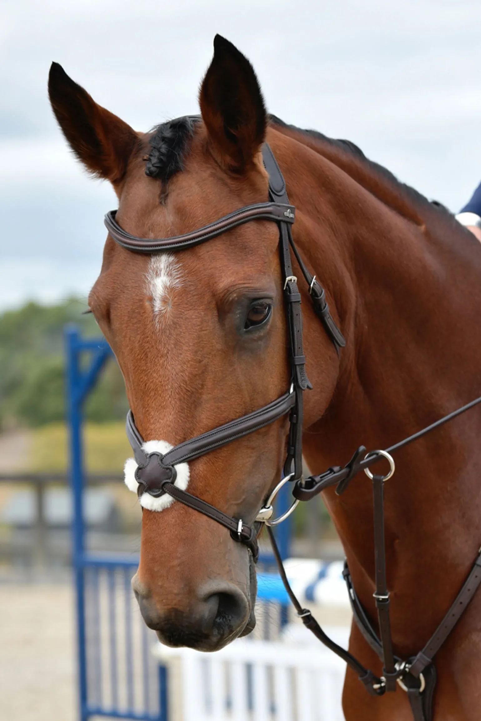 Comfitec Opulux schlichte gepolsterte Trense mit mexikanischem Reithalfter