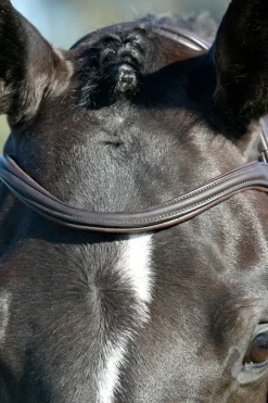 Comfitec Opulux schlichte, gepolsterte Trense mit kombiniertem hannoverschem Reithalfter