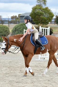 Comfitec Opulux schlichte, gepolsterte Trense mit kombiniertem hannoverschem Reithalfter