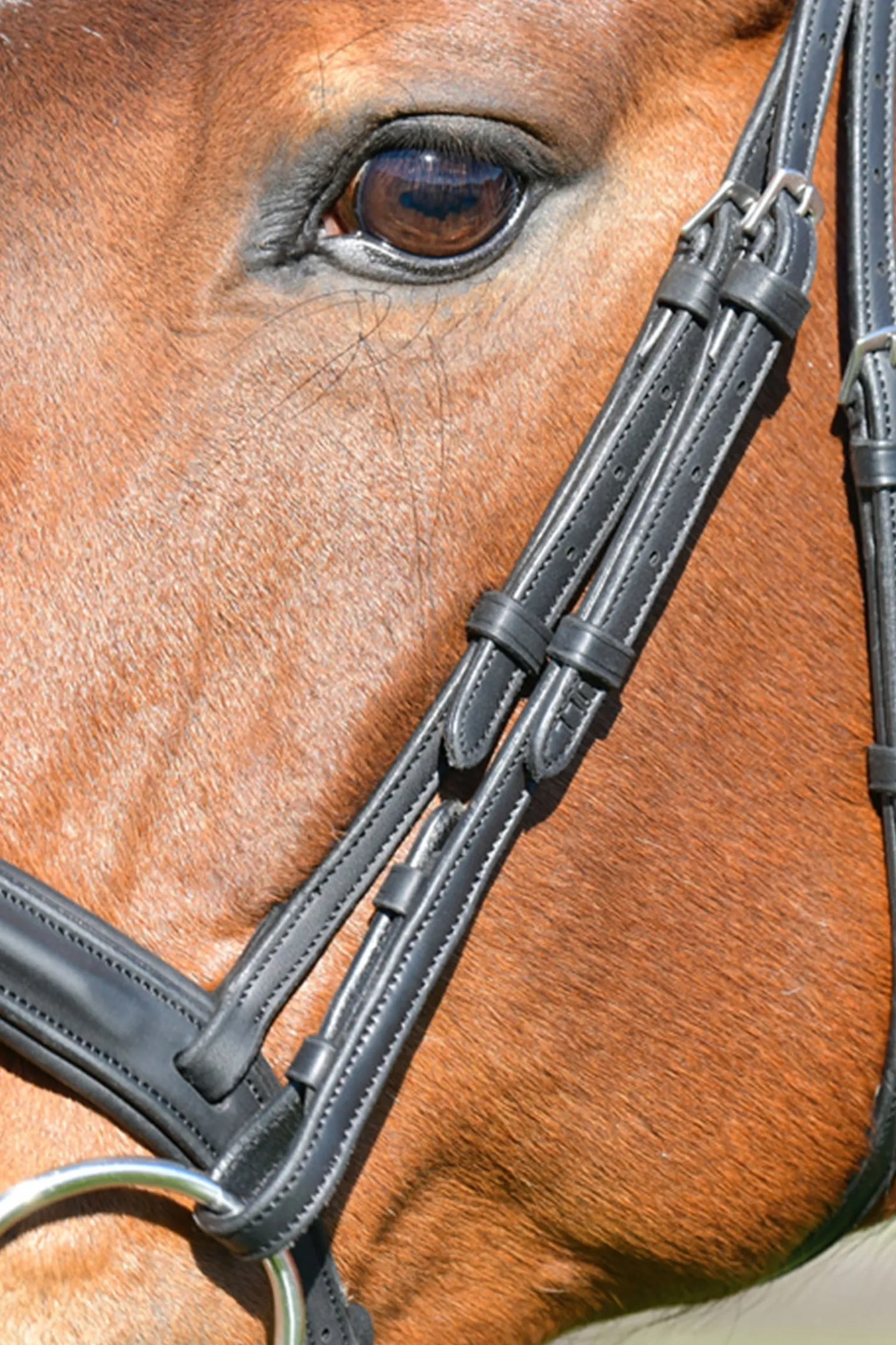 Comfitec Opulux schlichte, gepolsterte Trense mit kombiniertem hannoverschem Reithalfter