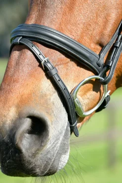Comfitec Opulux schlichte, gepolsterte Trense mit kombiniertem hannoverschem Reithalfter