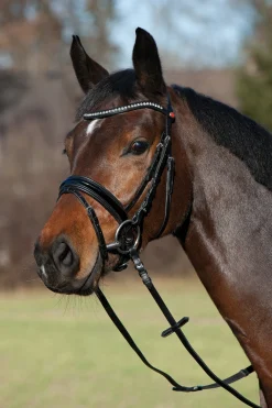 Comfort Paris Trensenzaum