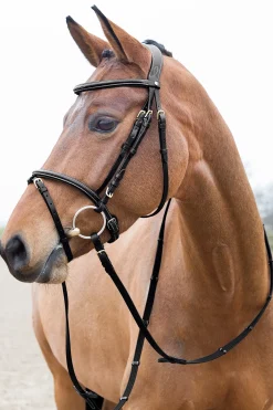 Constance weich unterlegte Trense