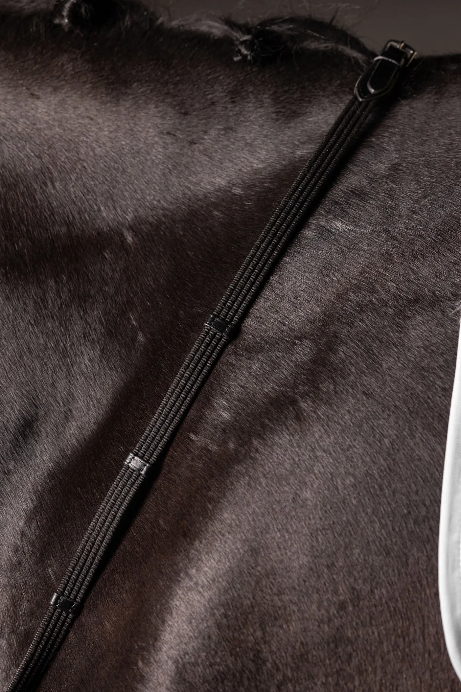 Continental Gurtzügel