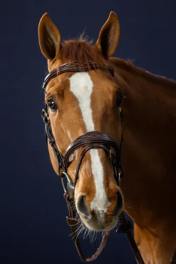 D Collection anatomische kombinierte Trense