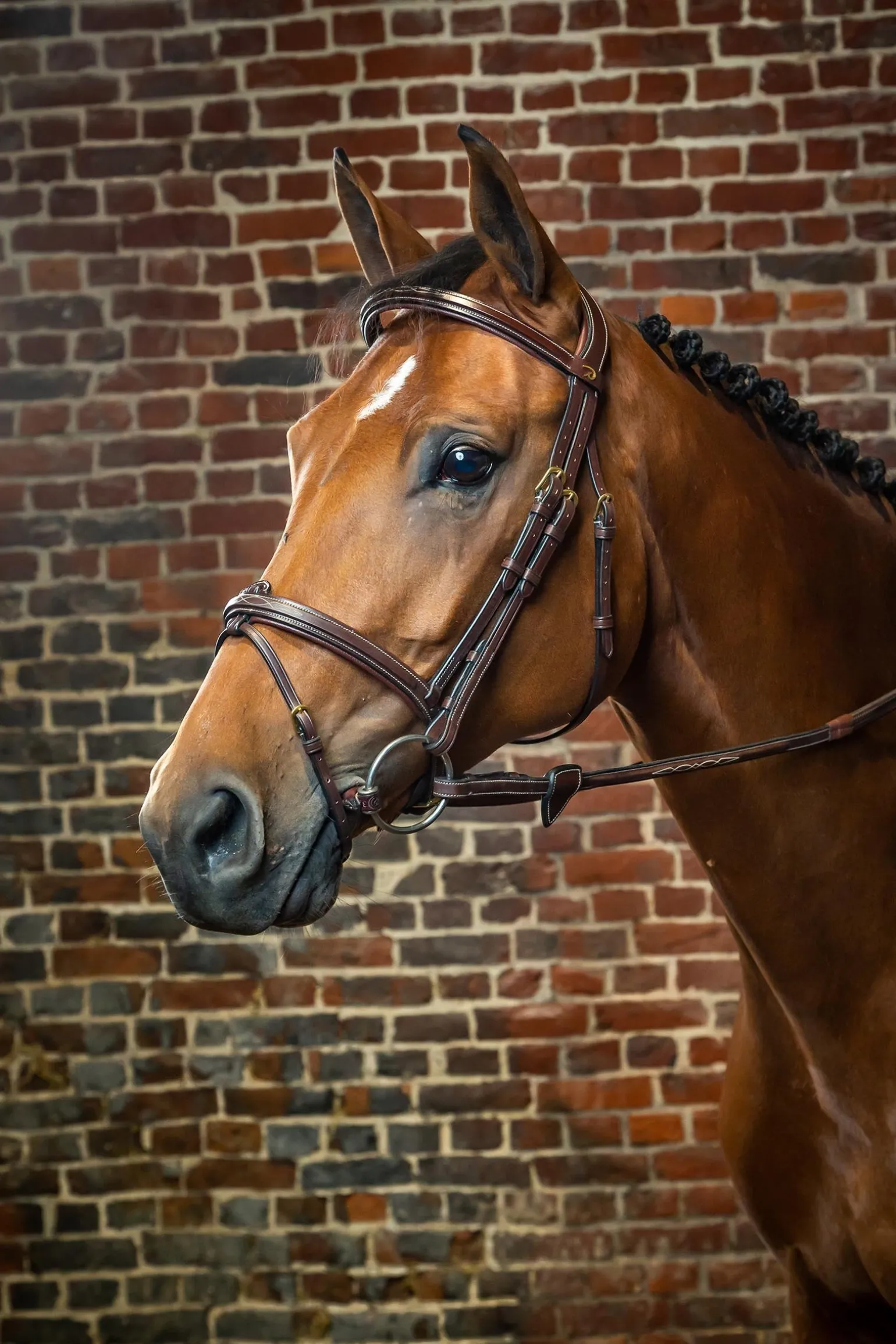 D Collection kombinierte Trense