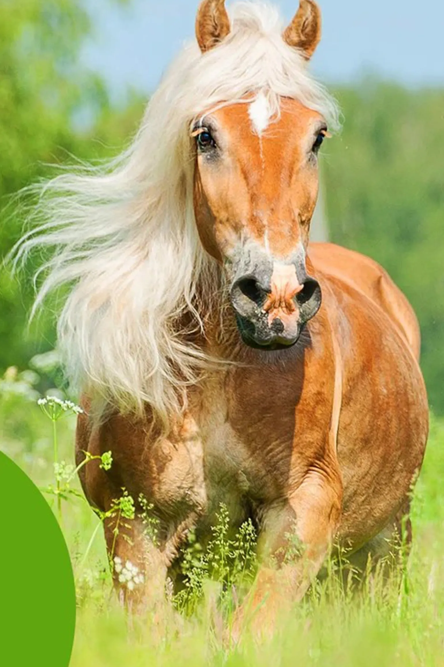 Detangler & Shine™ 118 mL