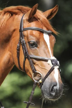 Diandro Mexikanische Trense