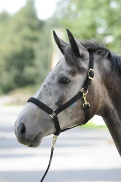 Dublin Gepolstertes Halfter