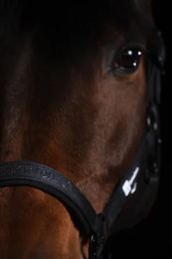 Dynamics AW25 Glitzer-Halfter mit Dornschnalle doppelt