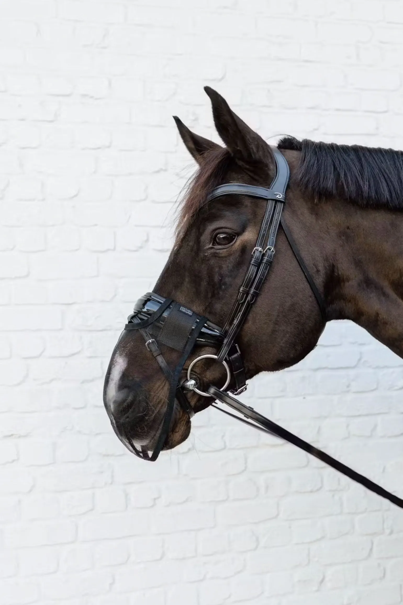 Fliegennetz für die Nüstern