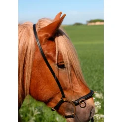 gebissloser Zaum mit Bügel