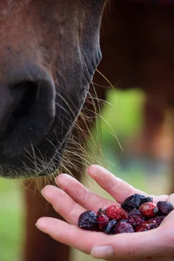 Hagebutten ganze Früchte, 2500g
