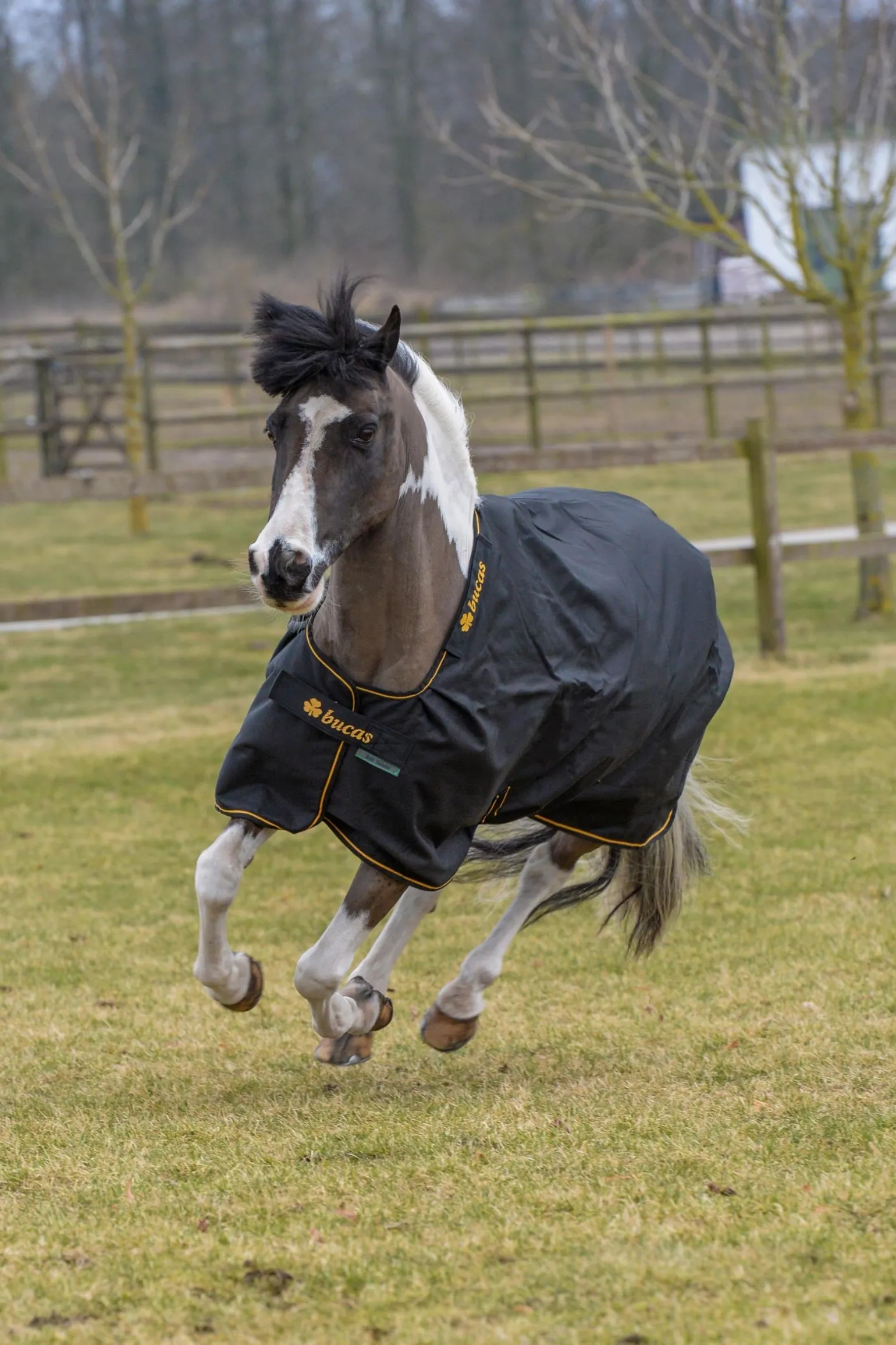 Irish Weidedecke, 150g