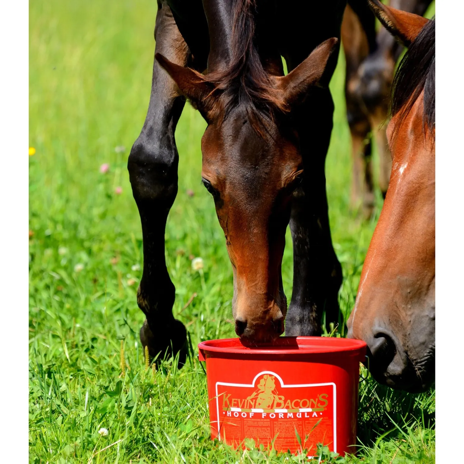 Kevin Bacon's Hoof Formula