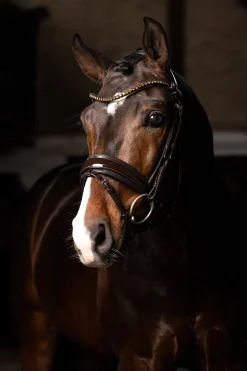 Kudos Dressurtrense aus Lackleder