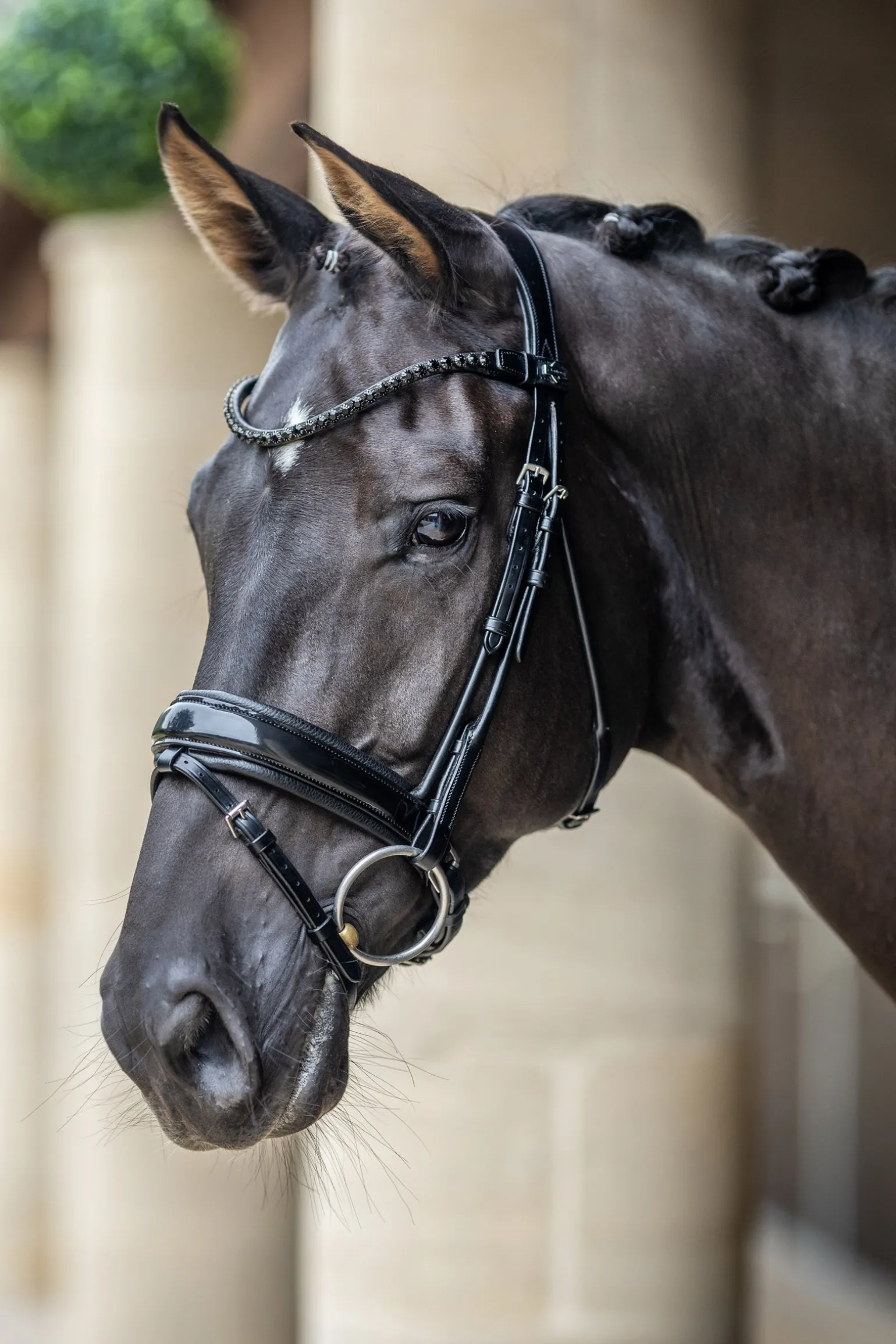 Kudos Dressurtrense aus Lackleder