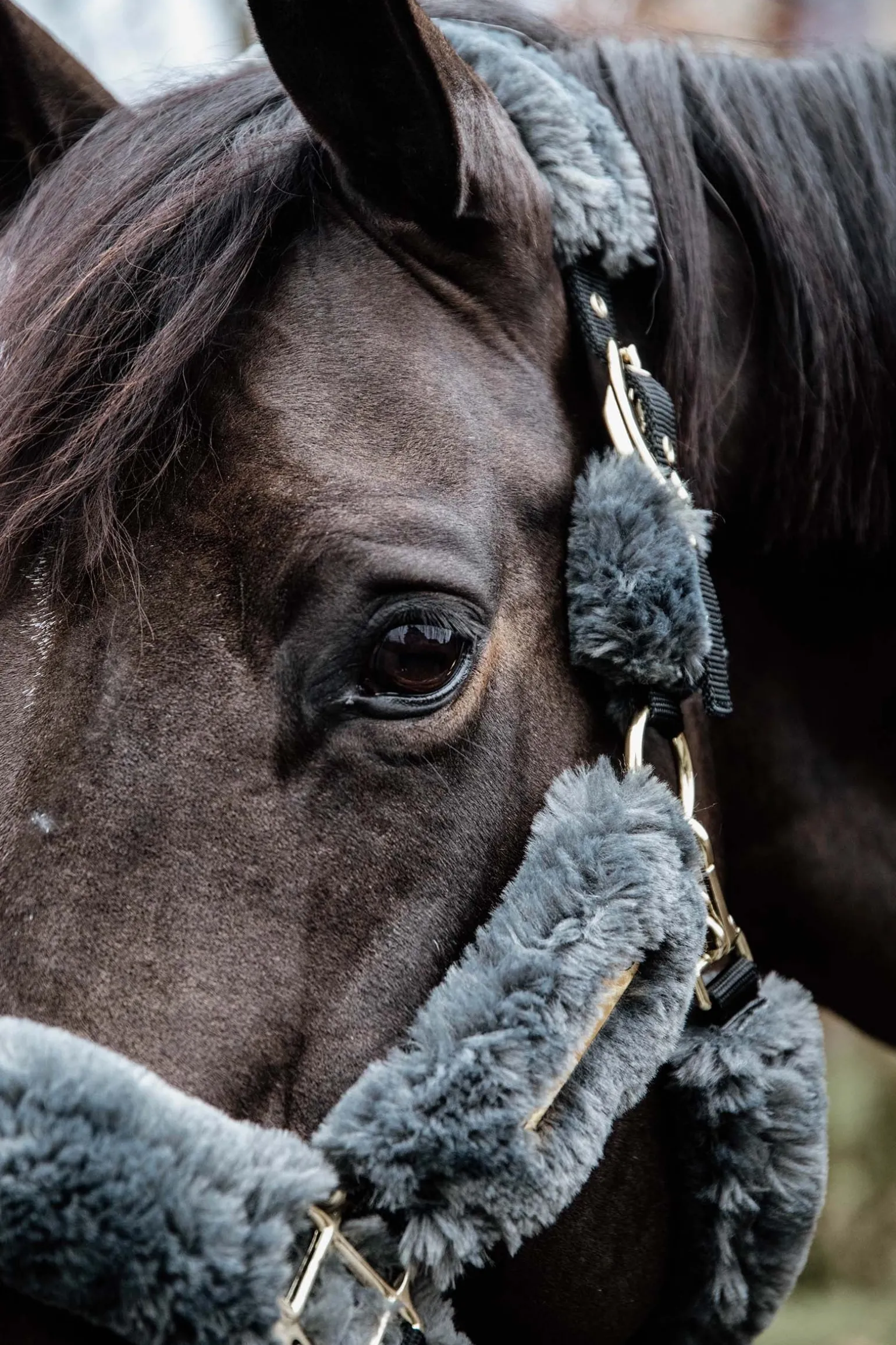 Lammfell Transport-Halfter