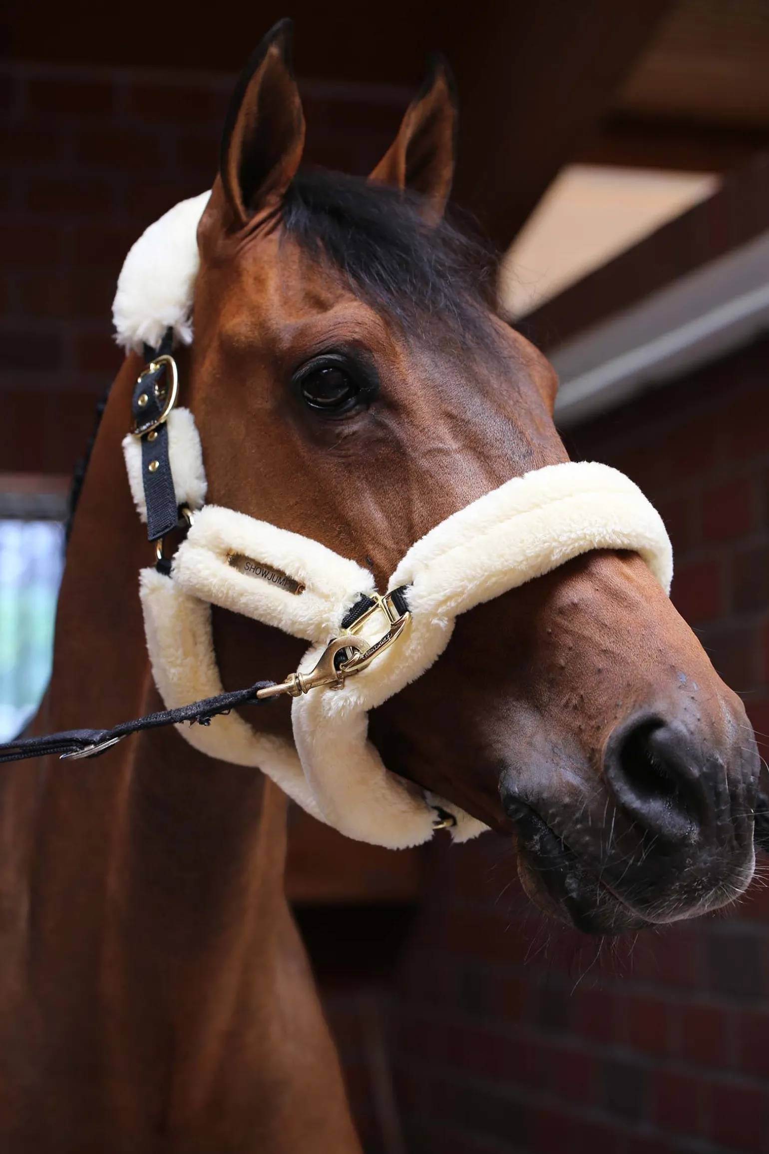 Lammfell Transport-Halfter