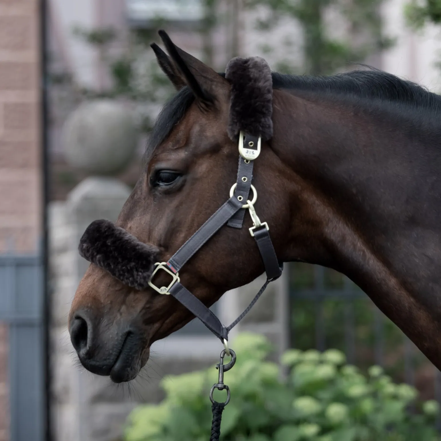 Laurier Halfter mit Lammfell
