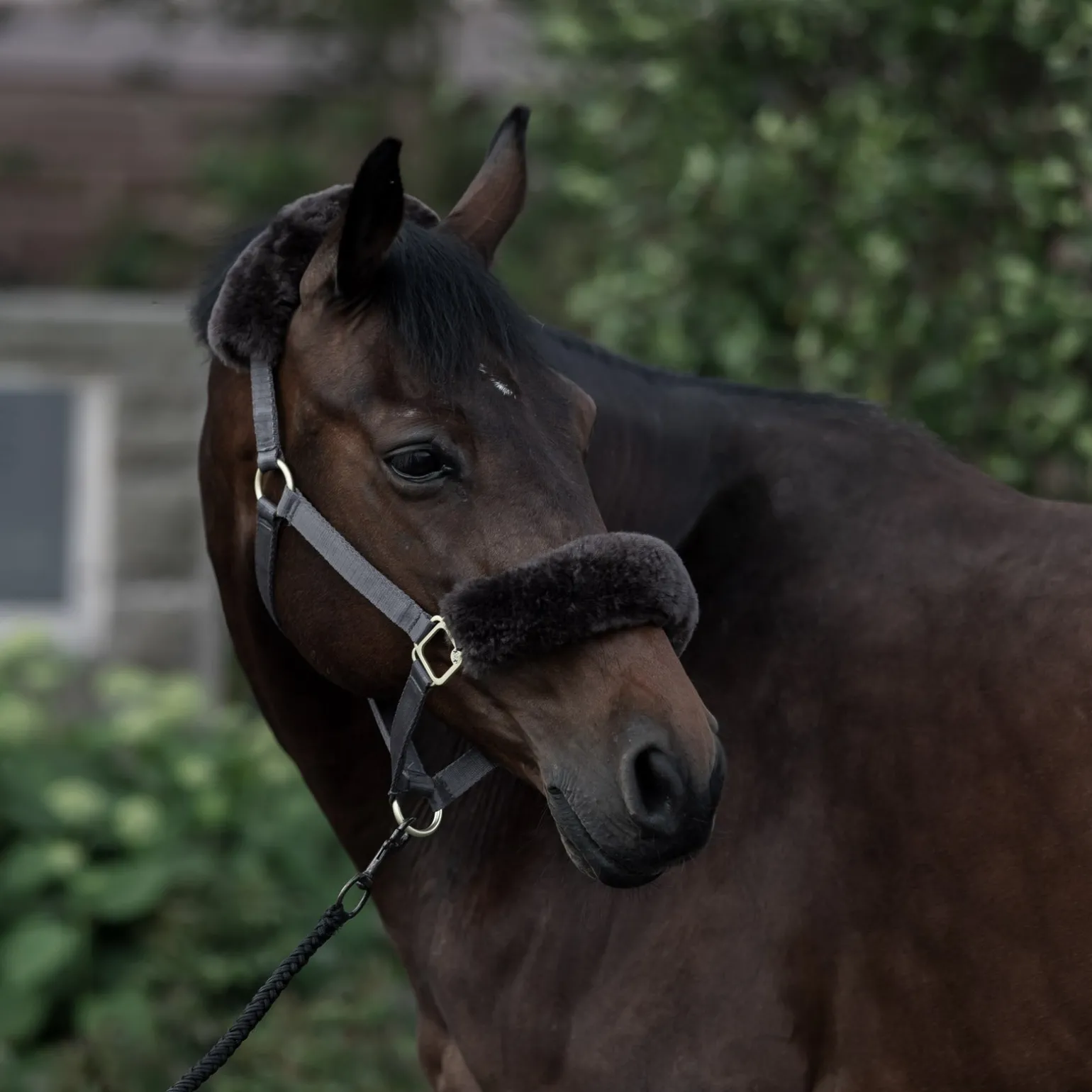 Laurier Halfter mit Lammfell