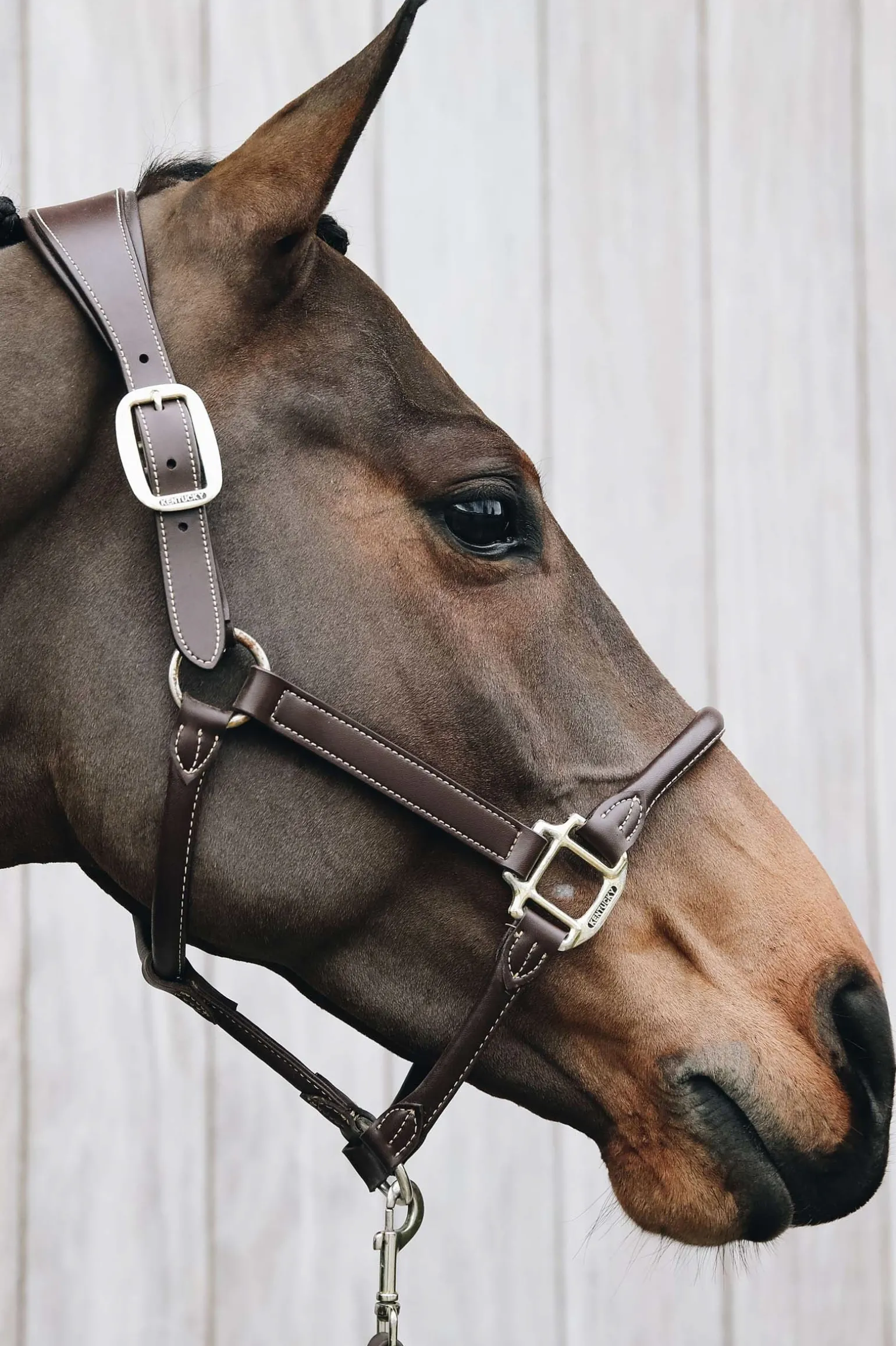 Lederhalfter Anatomic