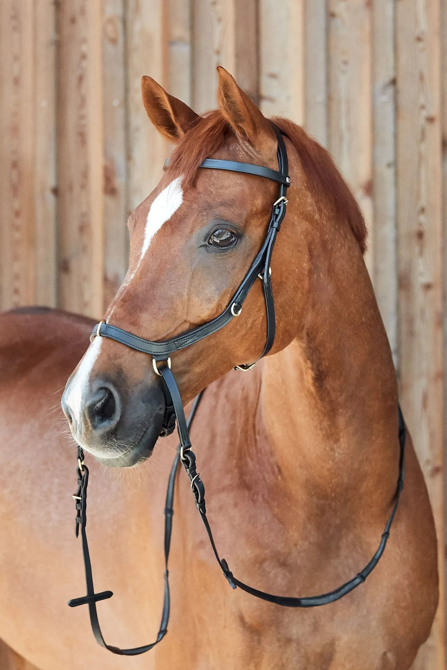 Orlando Kombinierte Anatomische Gebisslose Trense