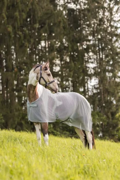 Orleans Fliegendecke