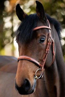 Robin Englische Trense