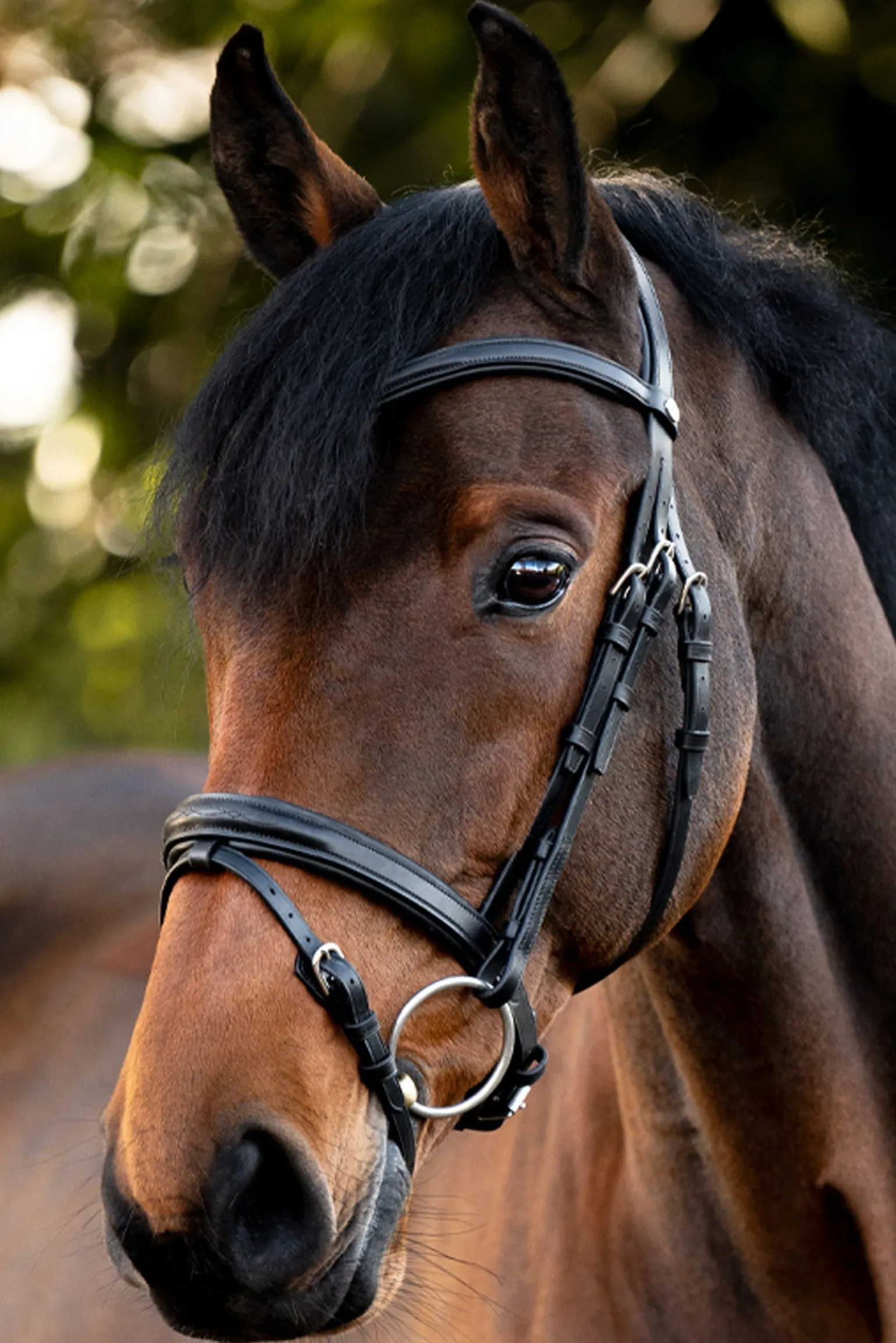 Robin Englische Trense