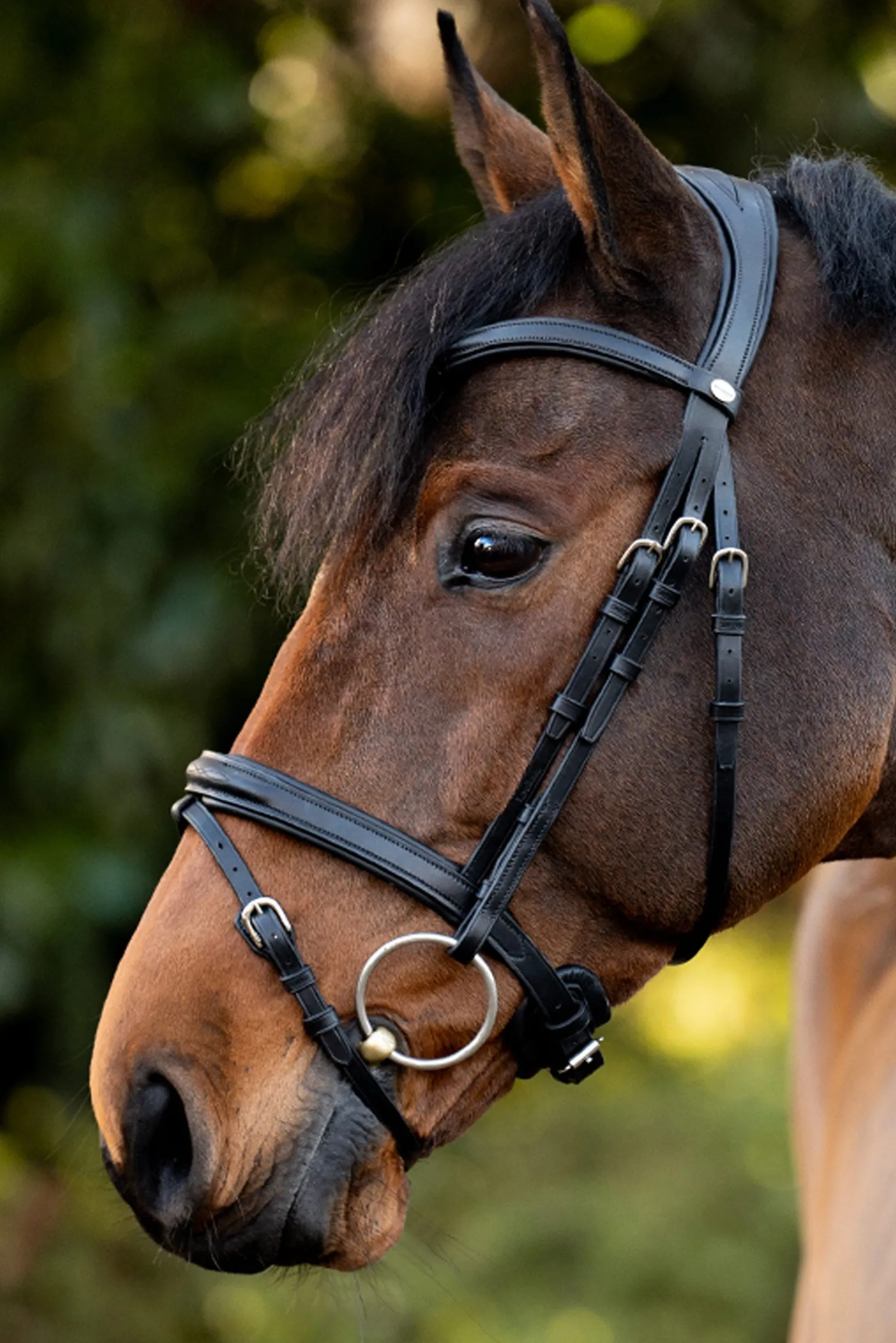 Robin Englische Trense