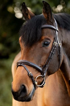 Robin Englische Trense