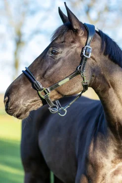 Rope Control Halfter