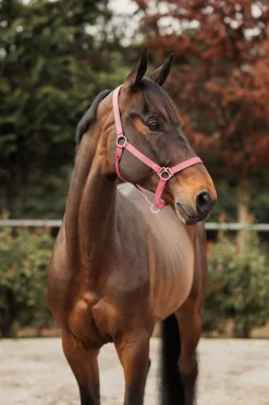 Rose Tonique Halfter