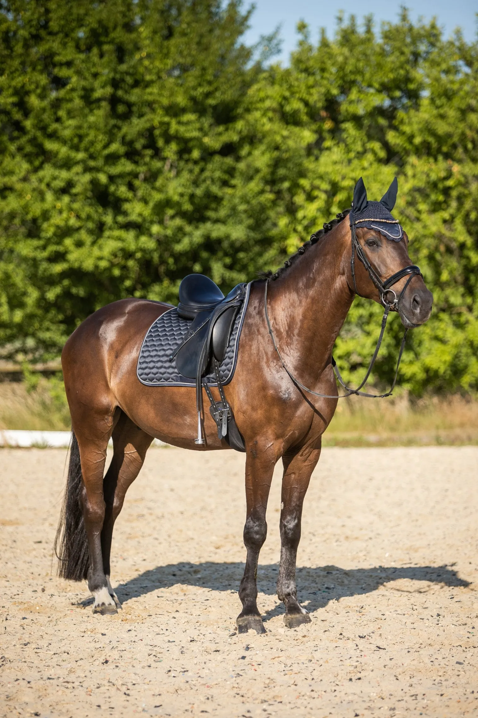 Sandnes Dressurschabracke