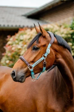 Signature Show Halfter