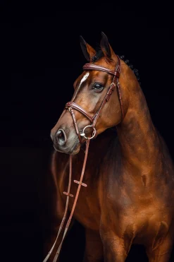 Sion Trense mit Zügeln