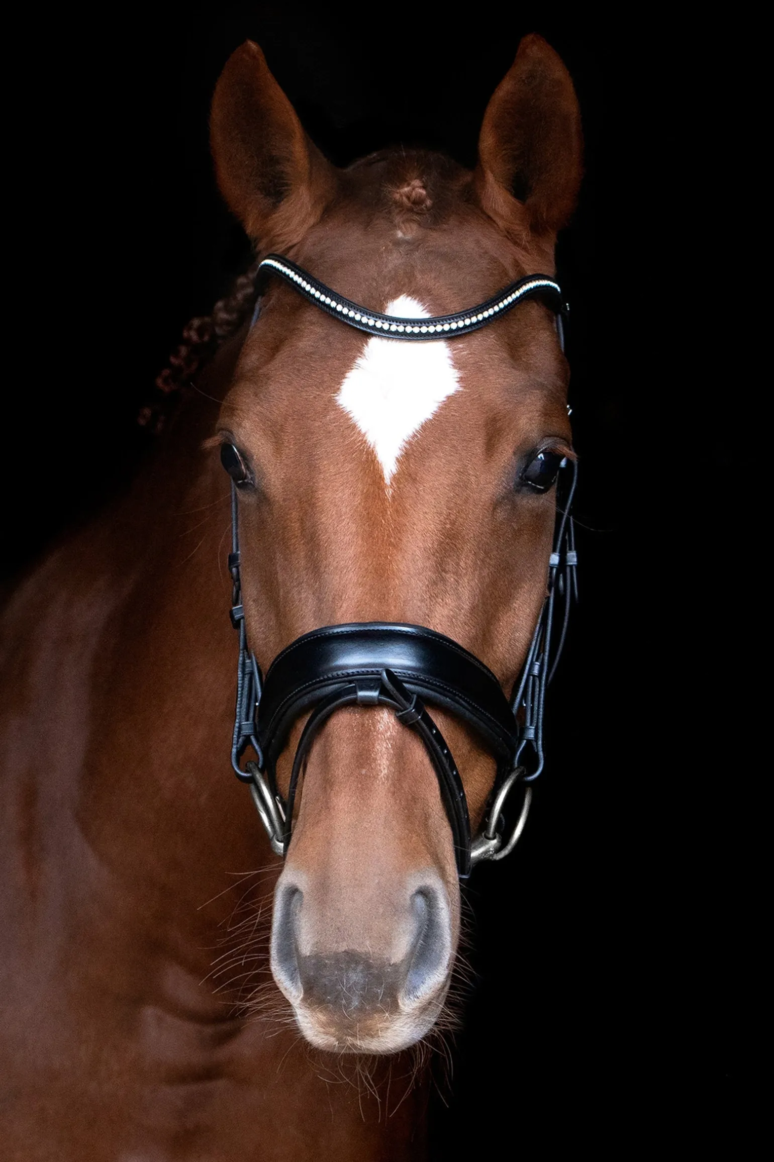 Stanford Anatomische Trense