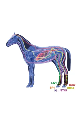 Therapeutisch unterstützende Magnetgamaschen, hinten