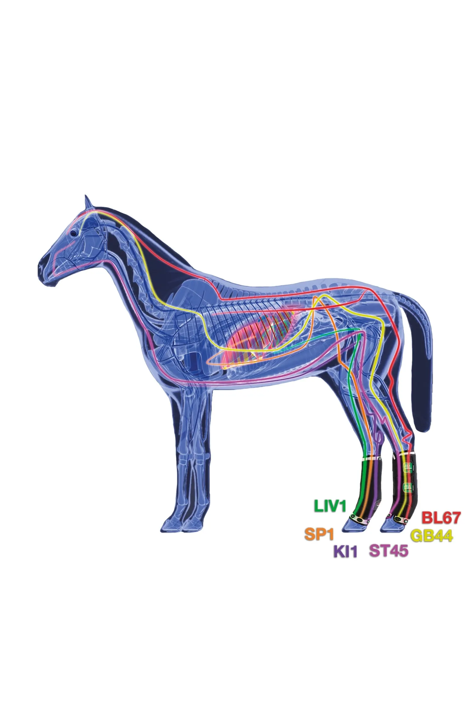 Therapeutisch unterstützende Magnetgamaschen, hinten